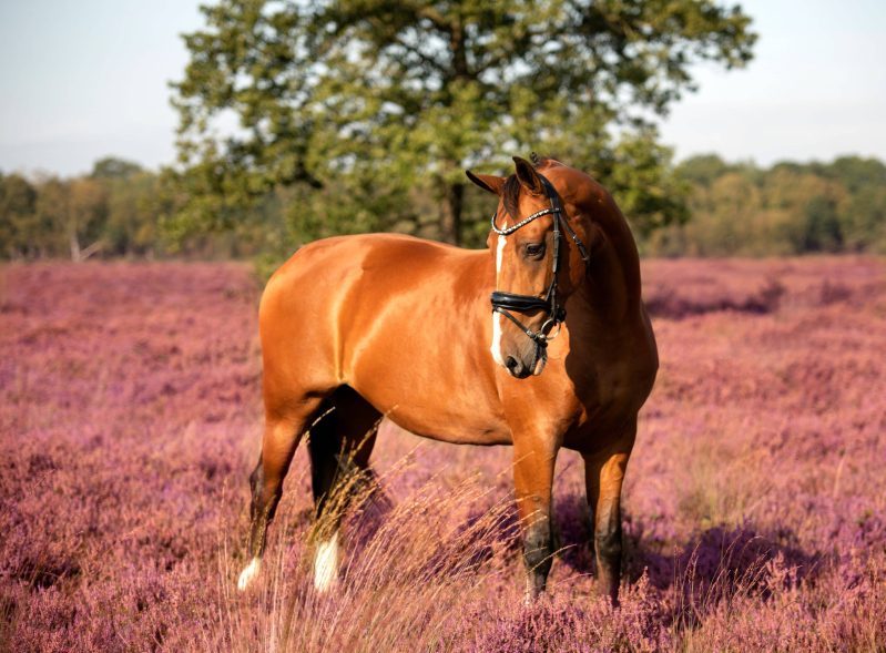 Waterontharder laten monteren